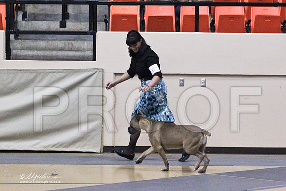 CaneCorso-2481LR