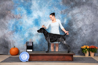 German Shorthaired Pointer #15 SDM See Note