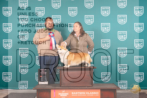 Pembroke Welsh Corgi #217 VRBIS Judge William Chrazanowski__JP_2149_UKCEastern_2024_HR3