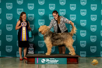 Otterhound #1299 Sun ARBIS Judge Tricia Till