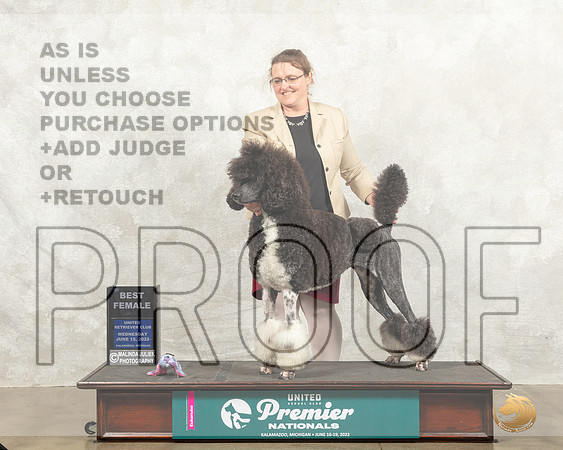 Poodle Std MC #? Wed BF Judge Nancy Gallant_MMJ_6958_Premier_2022_HR3