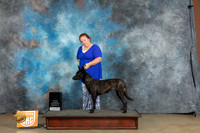 Dutch Shepherd #101 Sat r