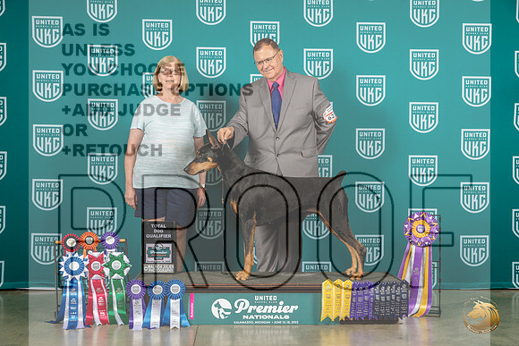 Doberman Pinscher #623  TDQMJP_6566_Premier2023_HR3