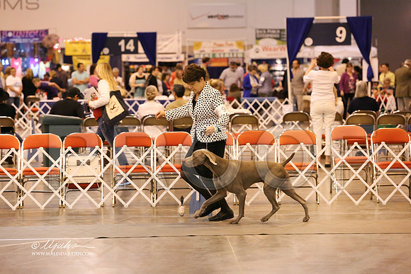 Weim-1131-HR