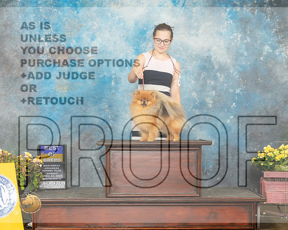 Pomeranian #22 BOB Sun Judge Ray Filburn-MMJ_1344-NWARK2022-HR3