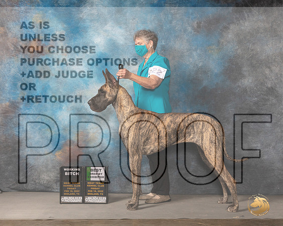 Great Dane #22 Fri WBBBE Donnelle RichardsMMJ_2924_Mdlnd2022_HR3