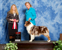 Australian Shepherd #123 Sat S1 ASCA BOS Kristi Meek Judge Borde Melissa