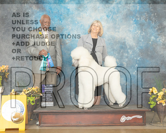 Poodle Std #14 Fri WBNCh Judge Eugene Blake-MMJ_9641-NWARK2022-HR3