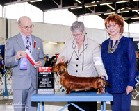 Dachshund #10 Sun BOS Valerio Hernandez Colon & Patricia Guthrie Judge Dr Daniel Dowling