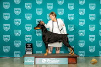 Doberman Pinscher #971 TopTen AOM Judge Patricia Till