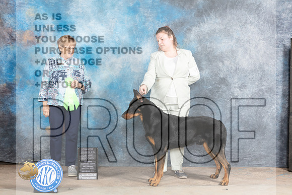 Beauceron #9 Sat OHG2 Judge Beverly AndersenMJP_1073_Abilene_2023_HR3