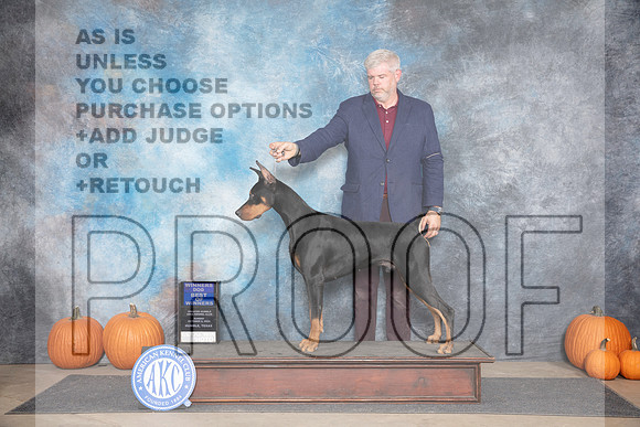 Doberman Pinscher #7 WDBOW Sun Judge Hal Biermann__JP_9595_Humble_2024_HR3