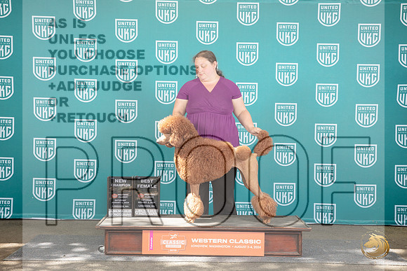 Poodle Standard #247 Sat NC BF Judge Allan Krenek__JP_1987_Longview WA_2024_HR3