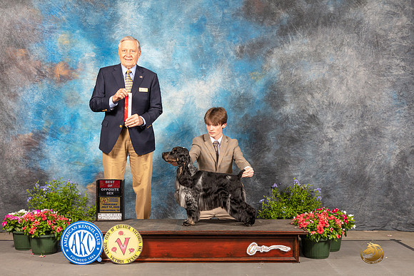 English Cocker #7 Thur BOS Judge David Bolus-_MJ_0031e-SA2022_HR3