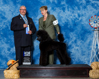 Poodles Standard #6 Sat Maj BOW Lumpkin Mary Judge Mr Bill R W Edwards