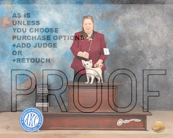 Chihuahua Long Coat #20 Sat SBMGCh Judge Peggy McIlwaine-MMJ_3674-Abilene2022-HR3