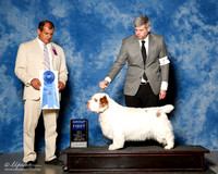 Clumber Spaniel #7 Sun G1 Dorris Catherine Agent Christopher Keith Judge Ricardo Forastieri Gonzalez