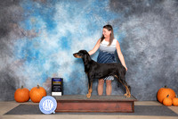 Black and Tan Coonhound #8 Sun BOB Jugde Tim Catterson