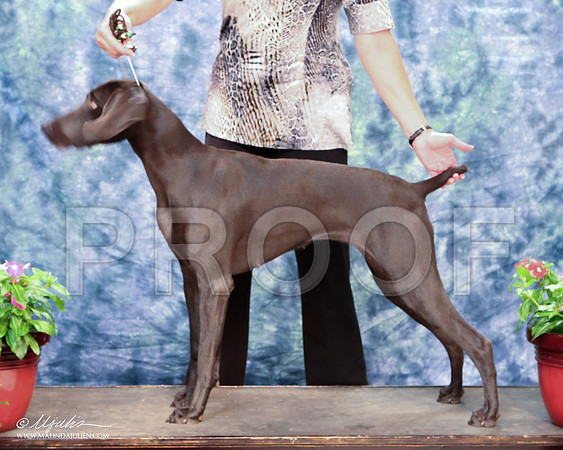 Weim-8169-HR