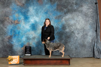 Australian Cattle Dog #100 Fri BVet Judge Malinda Julien