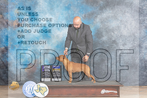 Staffordshire Bull Terrier #6 Fri BOBWB Judge Joe WaltonMJP_0366_Abilene_2023_HR3