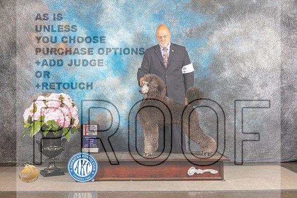 Poodle Standard #11 FRI WD BOP Judge Steven Keating_MJ_5628_Houston_2022_HR3