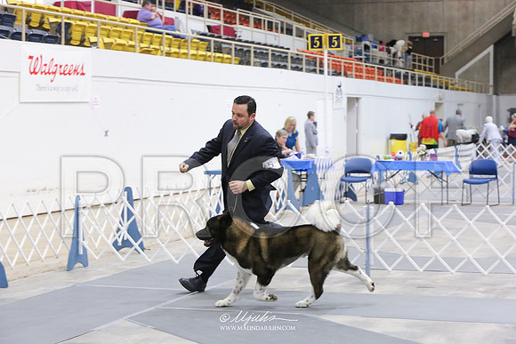akita-8952-AbiMay13HR