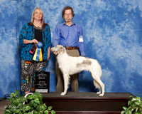 Silken Windhound #? sun NC BOW Rlynn Shell