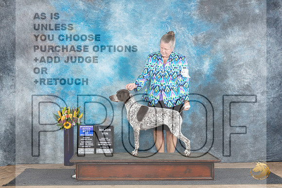 German Shorthaired Pointer #6 Sat  WBBOWM Judge Sharol Candace Way__JP_9709_Abilene_2024_HR3