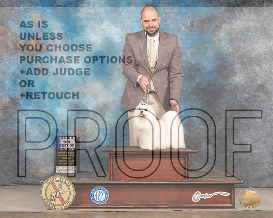 Maltese #5 Fri BOW Judge Brad JenkinsMMJ_3020_Mdlnd2022_HR3