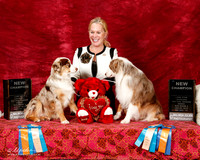 Miniature American Shepherd Sun S2 New Ch x2 Jeanie McAdams-photos
