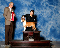Miniature Bull Terrier #6 Fri G2 Dreyer M and R and E Massingill and V Giamo Judge Jon cole