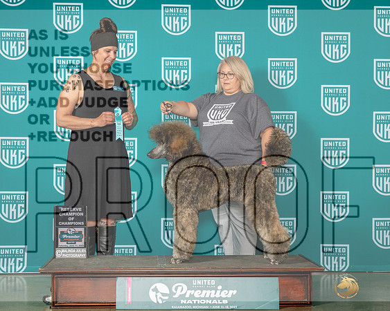 Poodle Std MC #340 Sat RCH Judge Donna Beadle-MJP_5168e-Premier2023-HR3