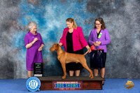 Vizsla #21 Wed AOM Judge Ida Kavafian