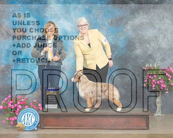 Miniature American Shepherd #26 Sat BOB Judge Linn Klingel Brown_MJ_6533e_ARK2023_HR3
