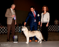 Siberian Husky #10 Fri WB Hoover KAthy and Bruce and Karen Hesse Smith Judge Jon Cole