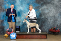Whippet #16 Thurs G1 Judge Terry Stacy
