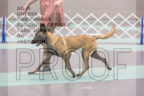 Belgian Malinois Sat Rings_JJL_9266_UKCLNGVIEWOCT2024_2024_HR3