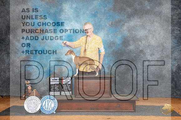 Italian Greyhound #14 Sat WBBOSCH Judge Dale Martensen__JP_7891_MARSHALL_2024_HR3