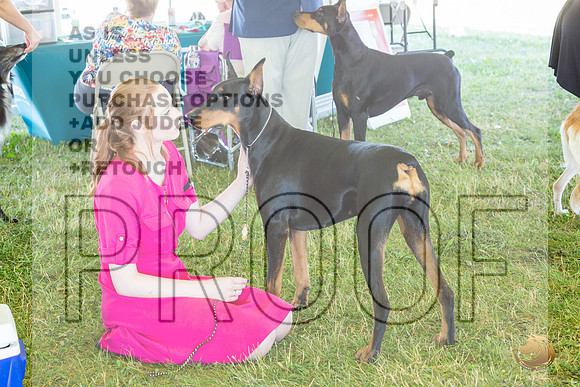 Doberman Pinscher Ring Fri_JJL_2156_Premier_2024_HR3
