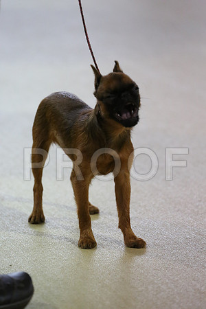 PupBISSn1-2798-HR