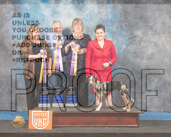 Louisiana Catahoula Leopard Dog #196 Sun BP_MMJ_6798_Addison2022_HR3