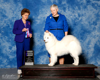 Samoyed #6 Sun WB Peterson Lisa Judge Patricia Trotter