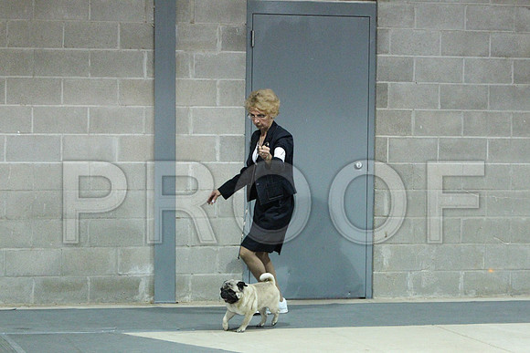pugCCL_2364LR