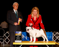 Bulldog #5 Sun BOB Lamb Beverly Judge Charles Trotter