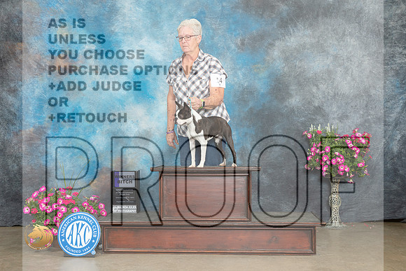 Boston Terrier #14 Sat WB Judge Pat Trotter_MJ_6561_ARK2023_HR3