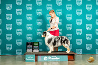 Australian Shepherd #432 Thur BOB DKitterge  Sat G3 Judge Pat O'Donnell