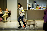 Chinese Shar Pei Ring Sat-2