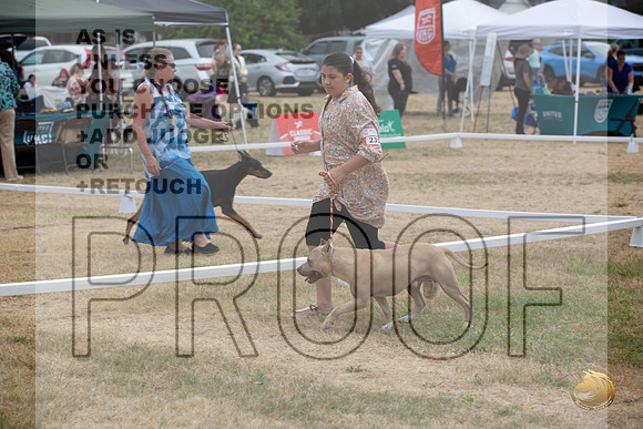 Ringside Longview WA 2024 American Pit Bull Terrier #235_JJL_3471_Longview WA_2024_HR3