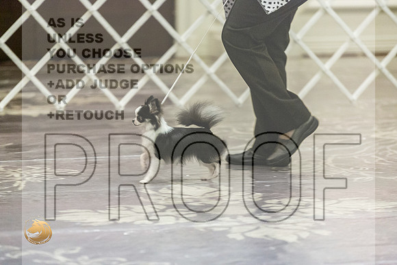 Chihuahua Long Coat #24 FriJJL_3767_HstnTOY_2022_HR3